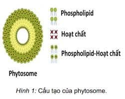 phytosome hay herbsome