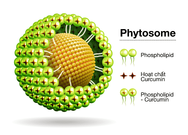 Giới thiệu Công nghệ Phytosome 
