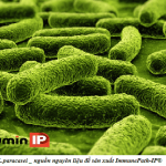 ImmunePath IP, Curcumin Phytosome, peptidoglycan, tăng cường miễn dịch