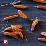 Nhiễm Hp (Helicobacter pylori, H.pylori) có nguy hiểm không?