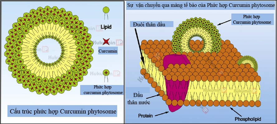 Cấu trúc phức hợp Curcumin Phytosome tương thích với cơ thể giúp tăng hấp thu và tăng hiệu quả