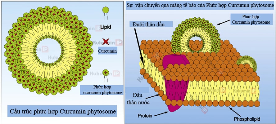 cớ chế curcumin phytosome xâm nhập màng tế bào