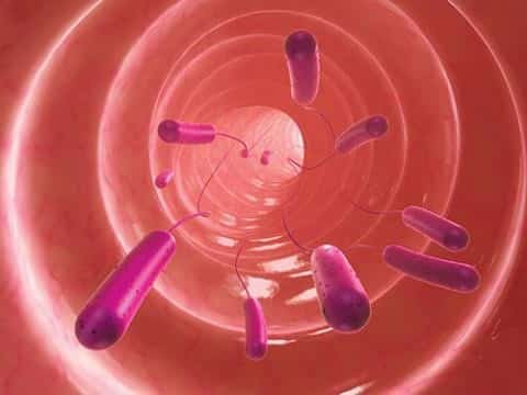 L paracasei, chủng vi sinh, lợi khuẩn, probiotic, vách tế bào