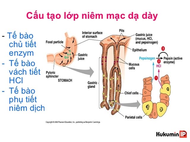 mot so thuoc bao ve niem mac da day